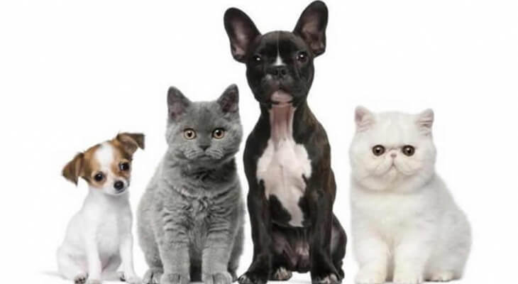 Ambulanta Veterinara | Clinica & Cabinet